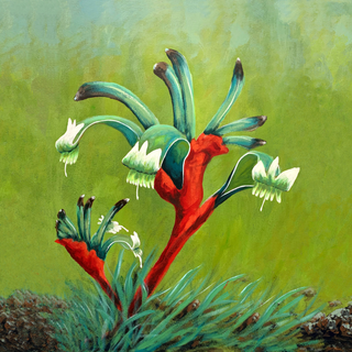 Kangaroo Paw Gift Box